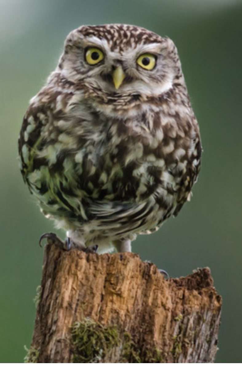 Owl on stump